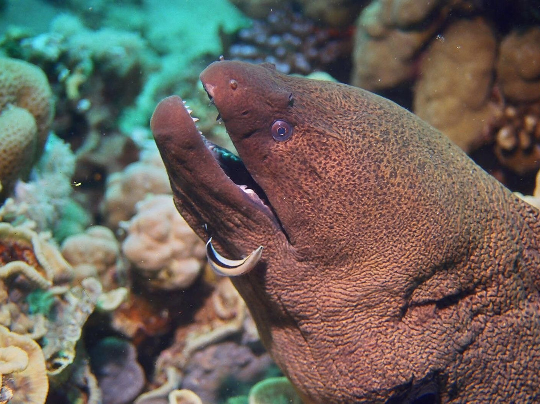 Millennium divers Sharm-沙姆沙伊赫必去景点