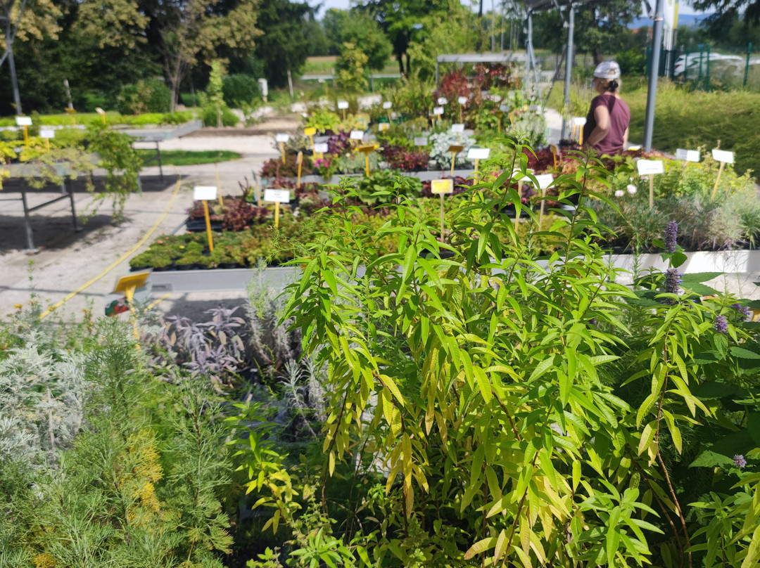 Botanical Garden Of University Of Maribor-马里博尔必去景点