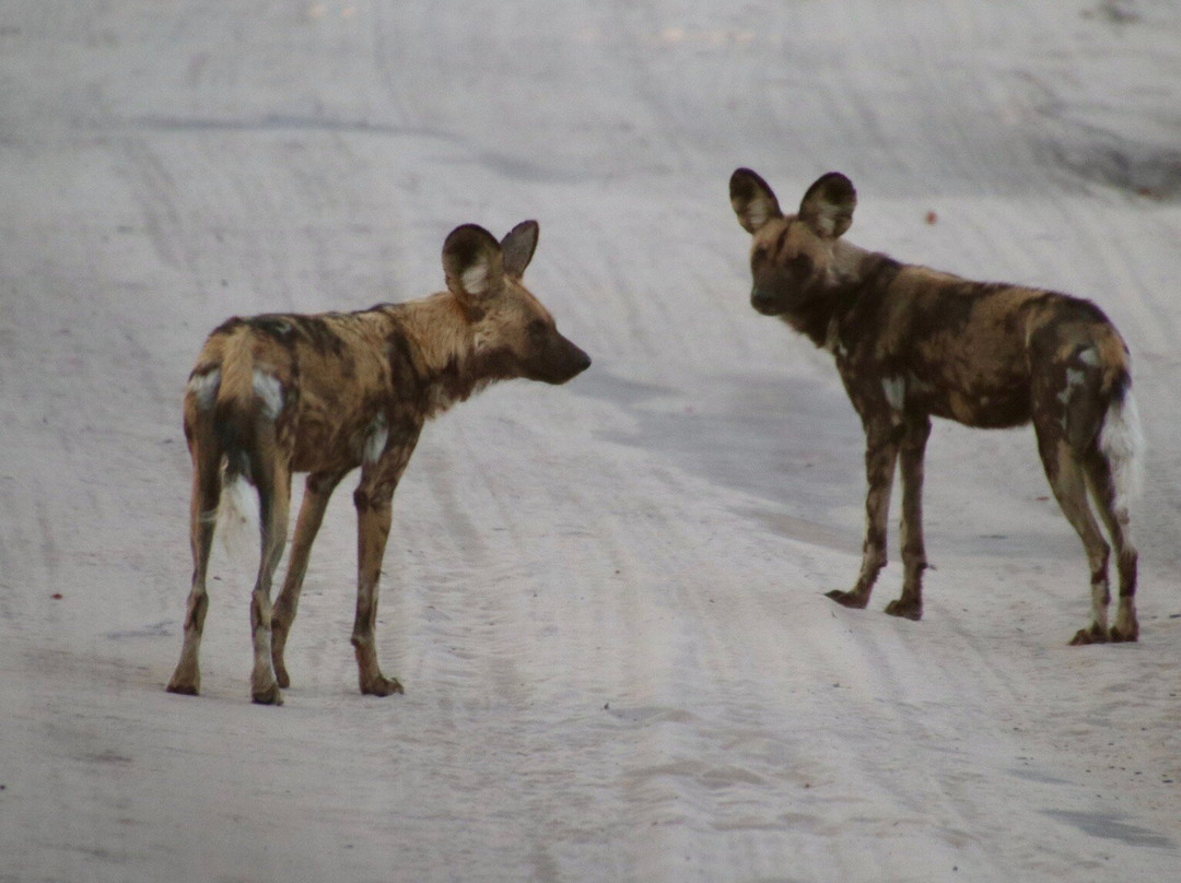 Moremi Wildlife Reserve-莫雷米野生动物保护区必去景点