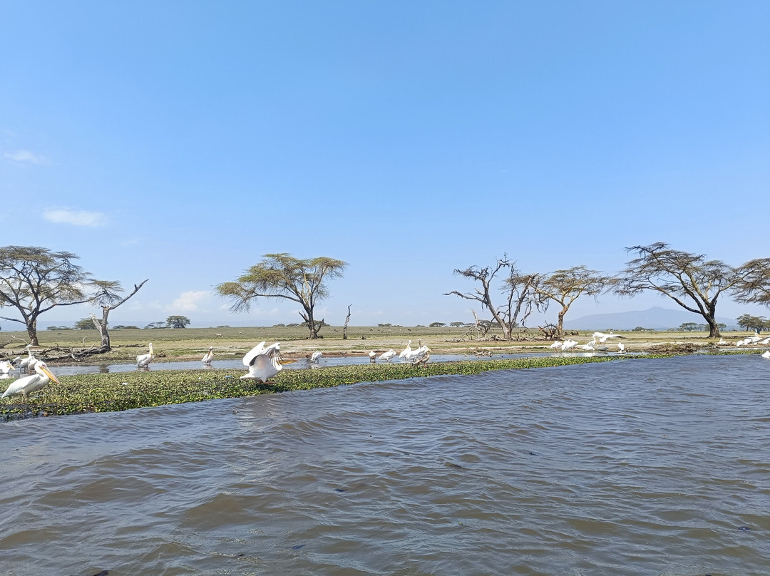 All Seasons Safaris & Tours - Day Tours-内罗毕必去景点