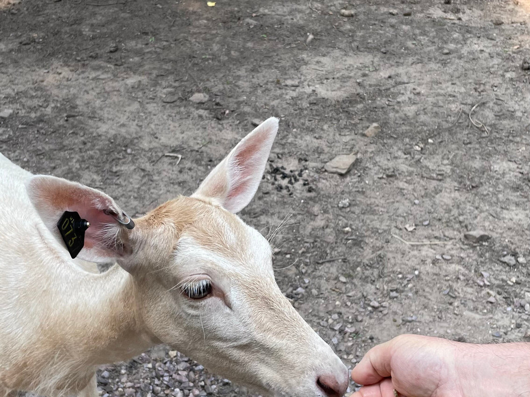Wisconsin Deer Park-威斯康星峡谷必去景点