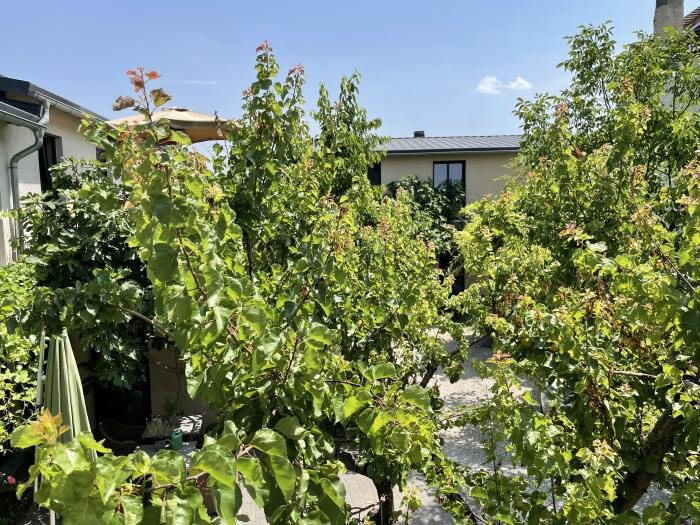 Jugendstil-Hof主图