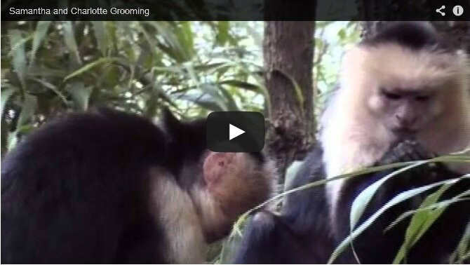 Jungle Friends Primate Sanctuary-盖恩斯维尔必去景点