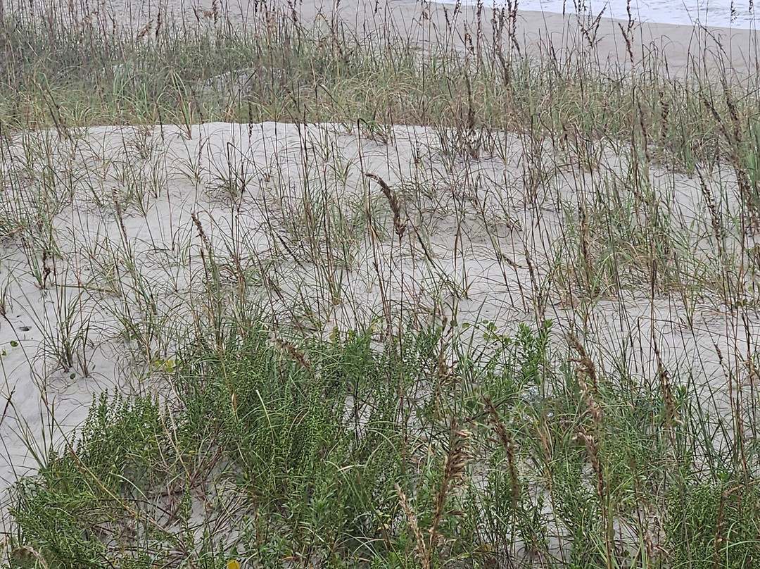 Whaler Inn Beach Club主图