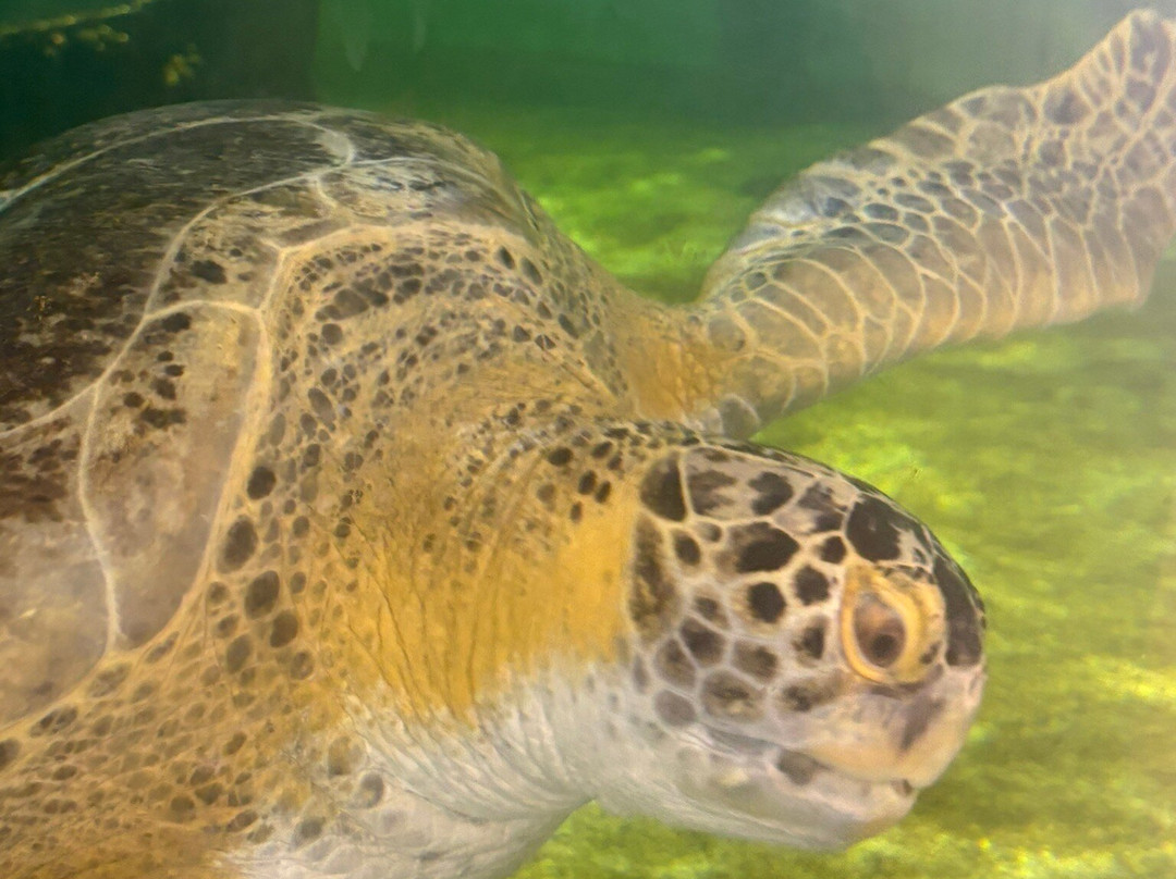 Sea Turtle, Inc.-南帕诸岛必去景点