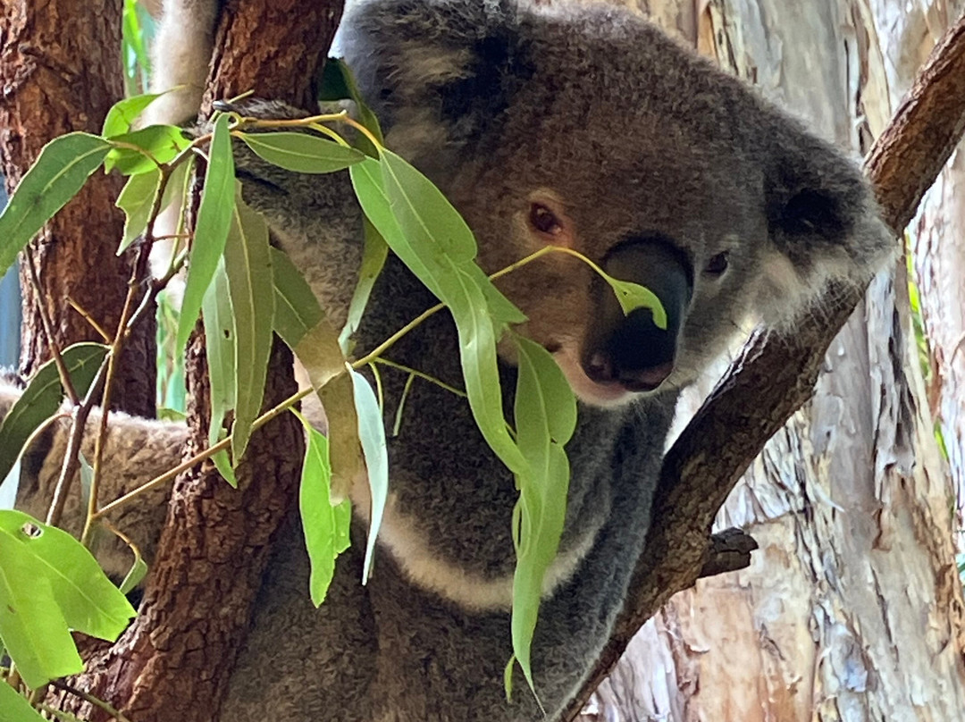 汉密尔顿岛野生动物世界-汉密尔顿岛必去景点