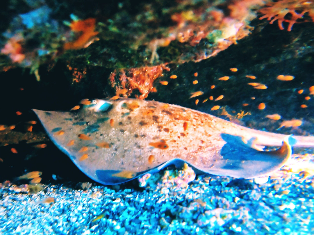 Tenerife Into The Blue - Dive In The Adventure-Abades必去景点