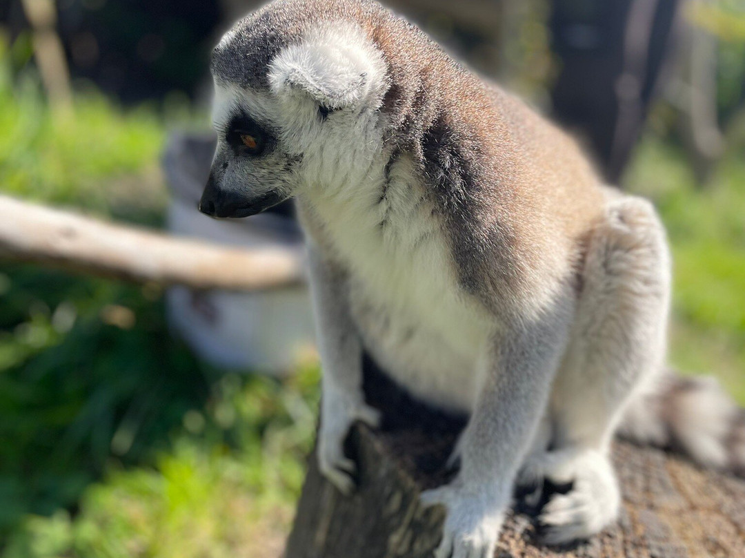 Bristol Zoo Project-Easter Compton必去景点