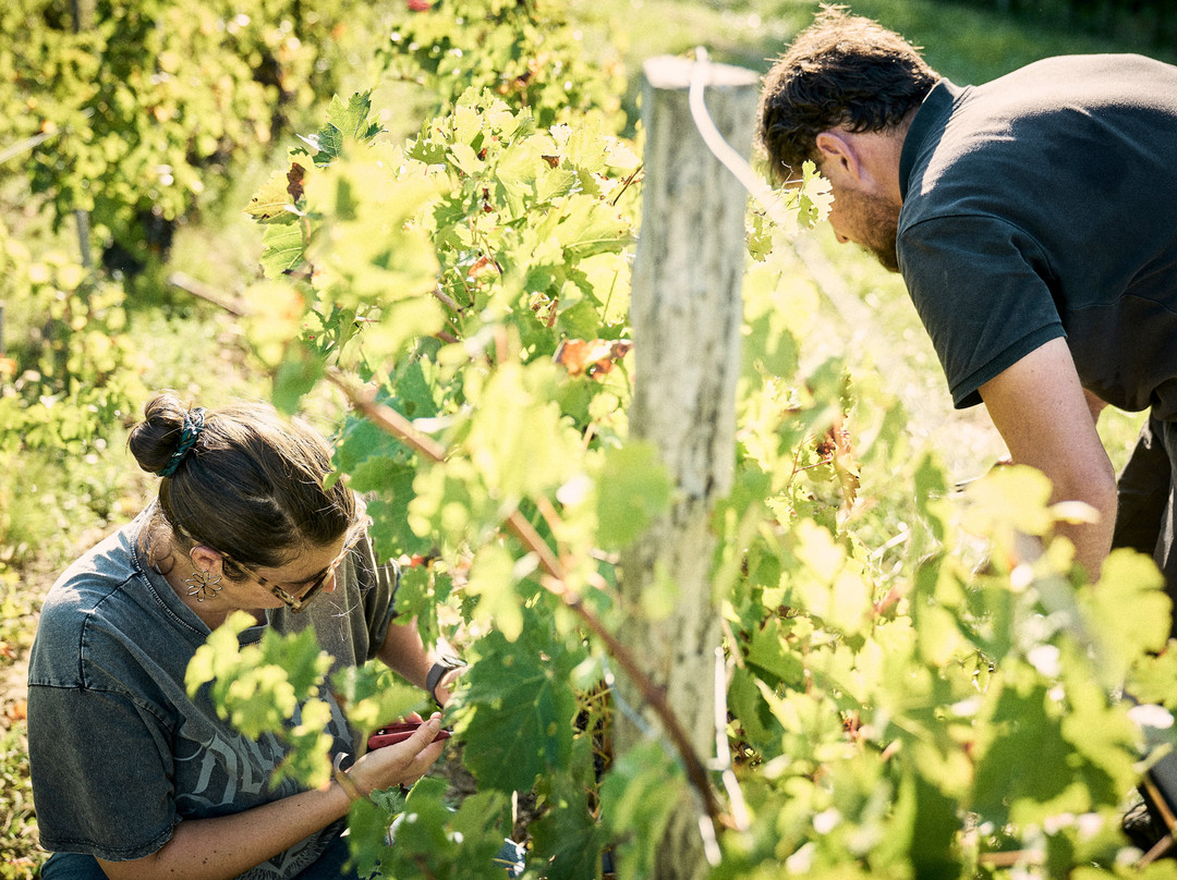 Domaine Baudon-Montagne必去景点