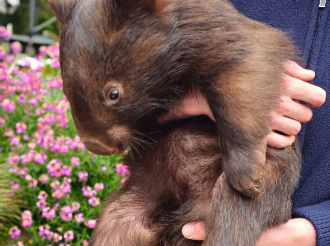 Jirrahlinga Dingo Conservation & Wildlife Education Centre-Chewton必去景点