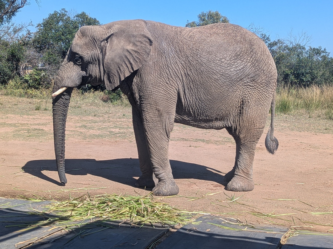Adventures with Elephants-贝拉贝拉必去景点