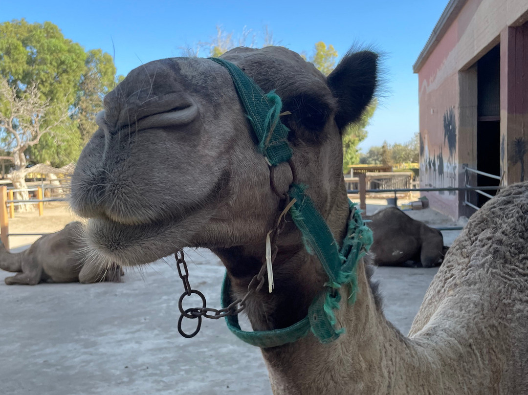 Camel Park-玛佐托斯必去景点