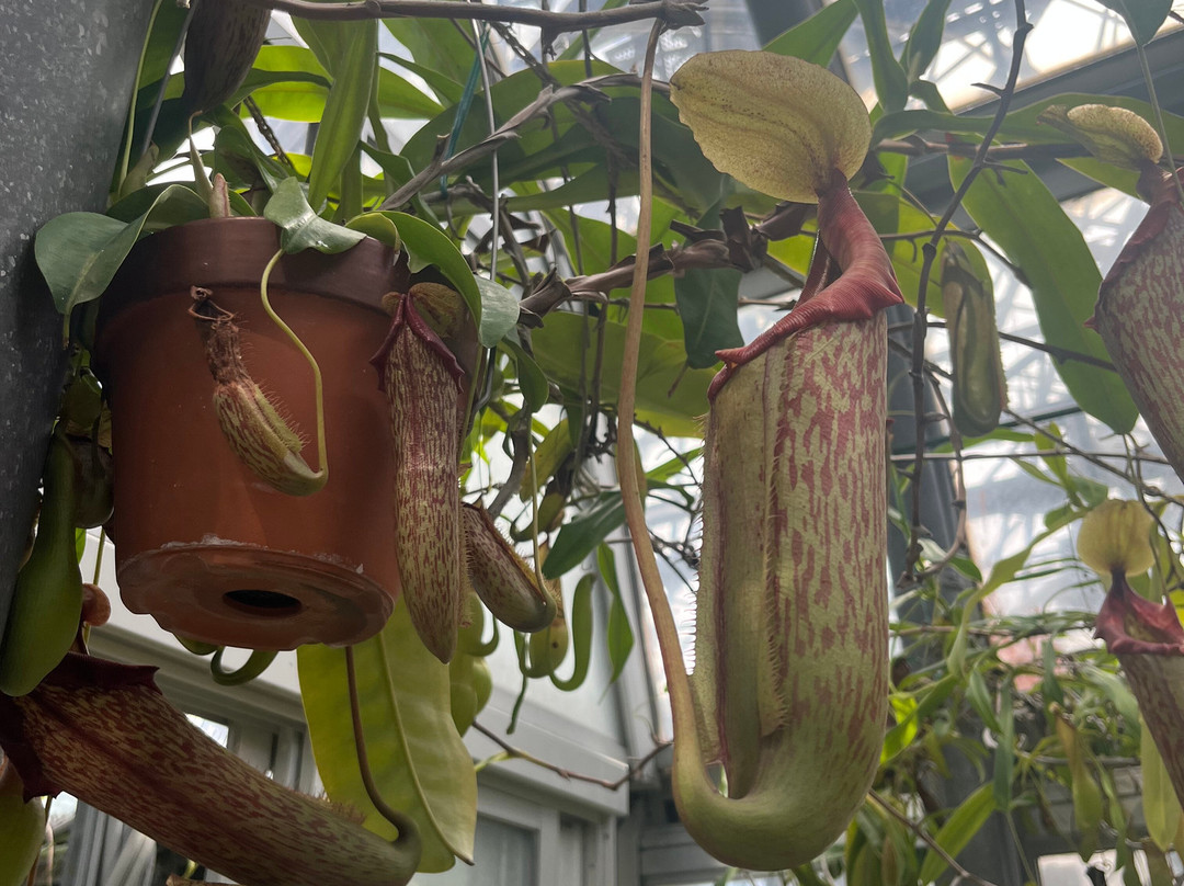 梦之岛热带植物室-江东区必去景点