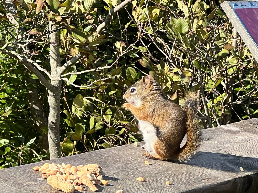 Bay Walk Boardwalk Trail System-萨默赛德必去景点