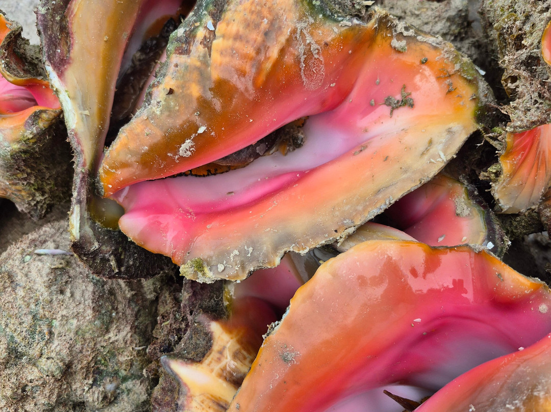 Freeport Harbour-弗里波特必去景点