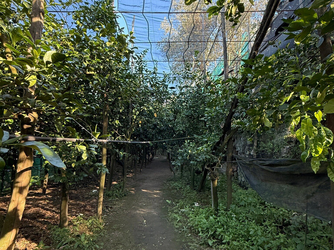 Azienda Agrituristica Il Turuziello-马萨卢布伦塞必去景点