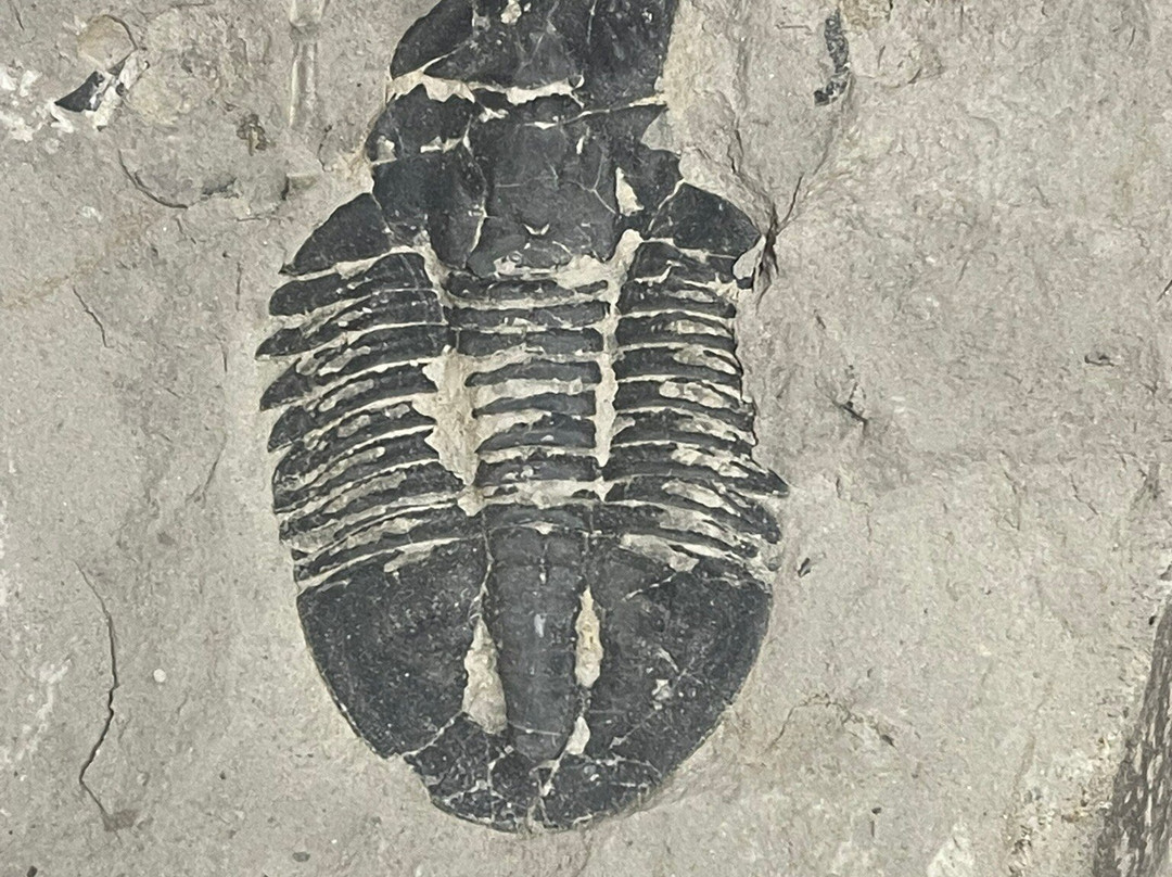 U-Dig Fossils-犹他州必去景点