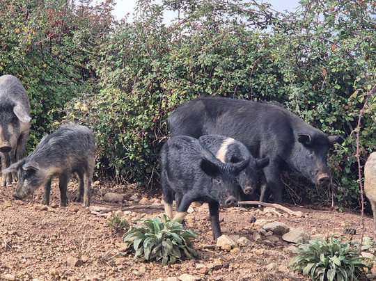 A Piuma Randonnée-阿雅克肖必去景点