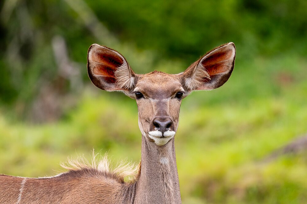 Pumba Private Game Reserve Day Safari-格拉罕镇必去景点