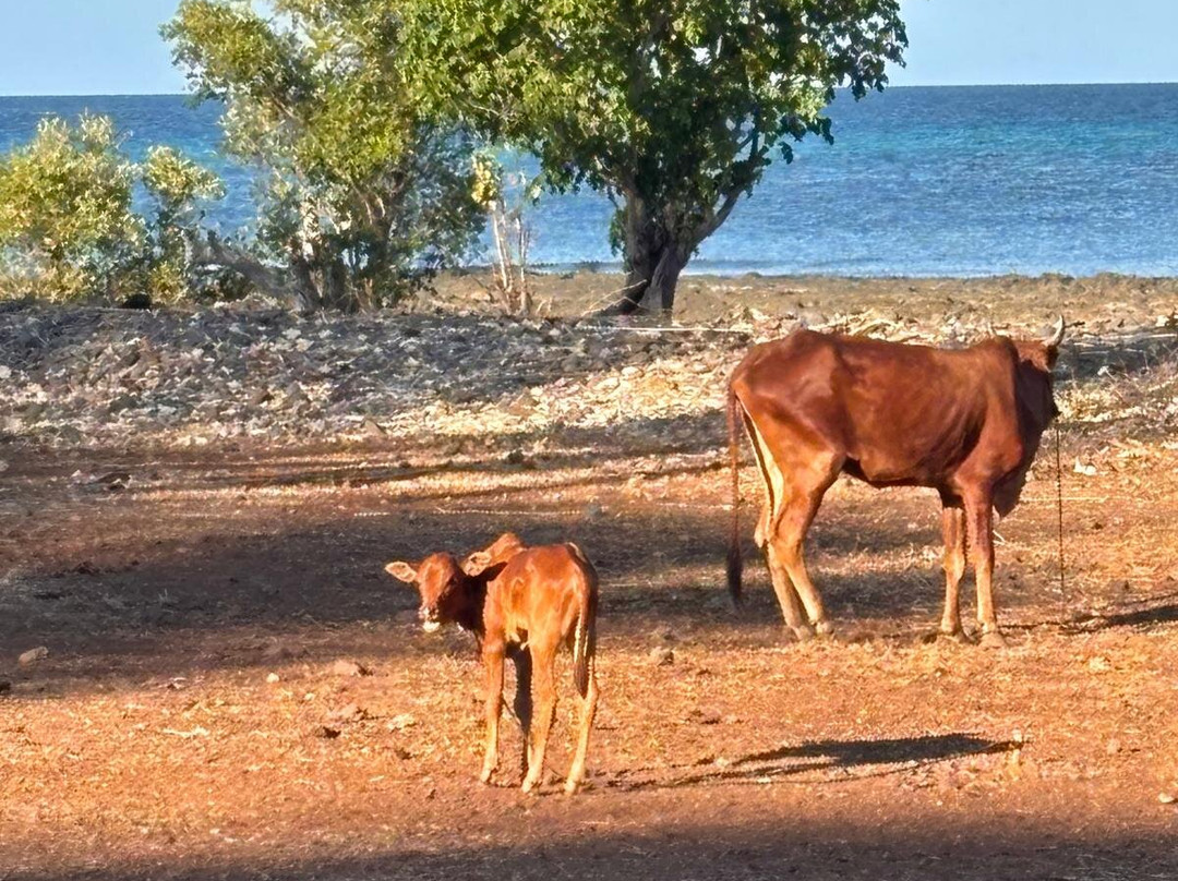 Andilana Belvedere主图