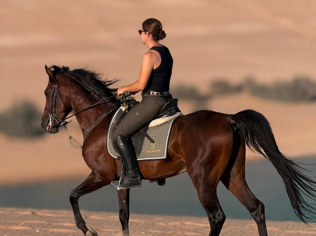 Tal3t Kheal - Horse Riding In Egypt-开罗必去景点