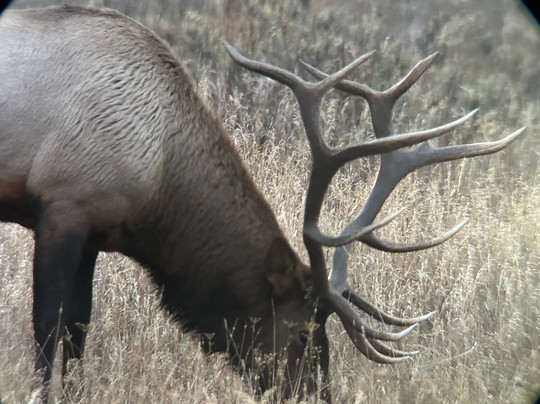 BrushBuck Wildlife Tours-西黄石镇必去景点