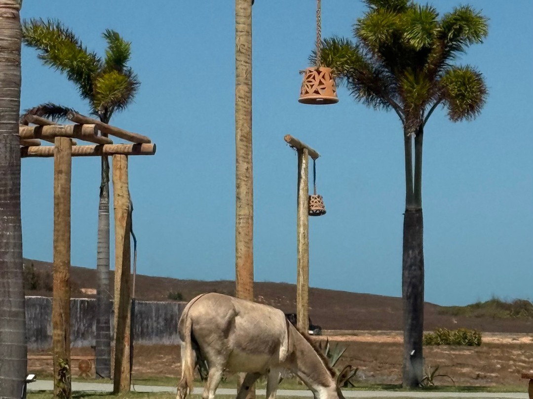 Eco Adventure Tour-Parnaiba必去景点