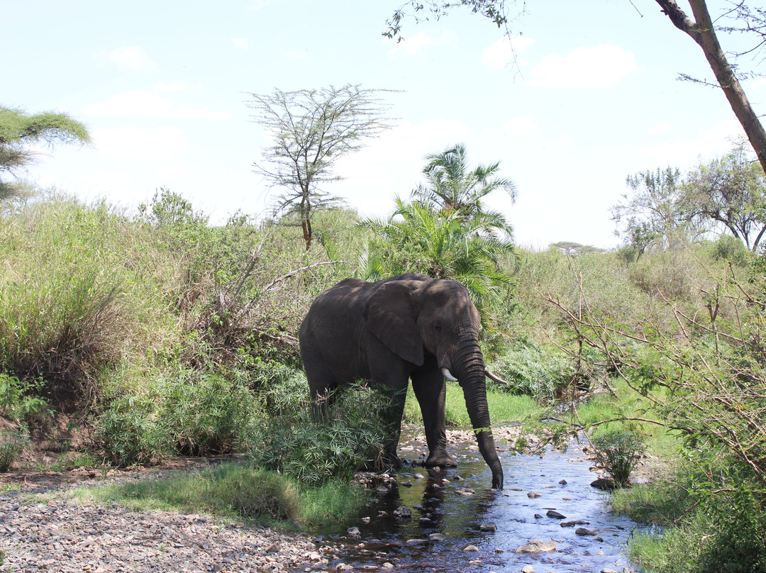 Leopard Tours Limited-阿鲁沙必去景点