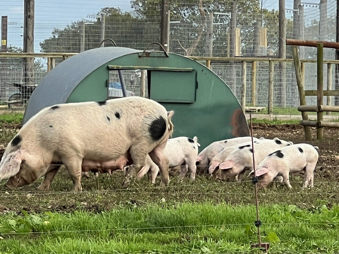 Jimmy's Farm & Wildlife Park-伊普斯威奇必去景点