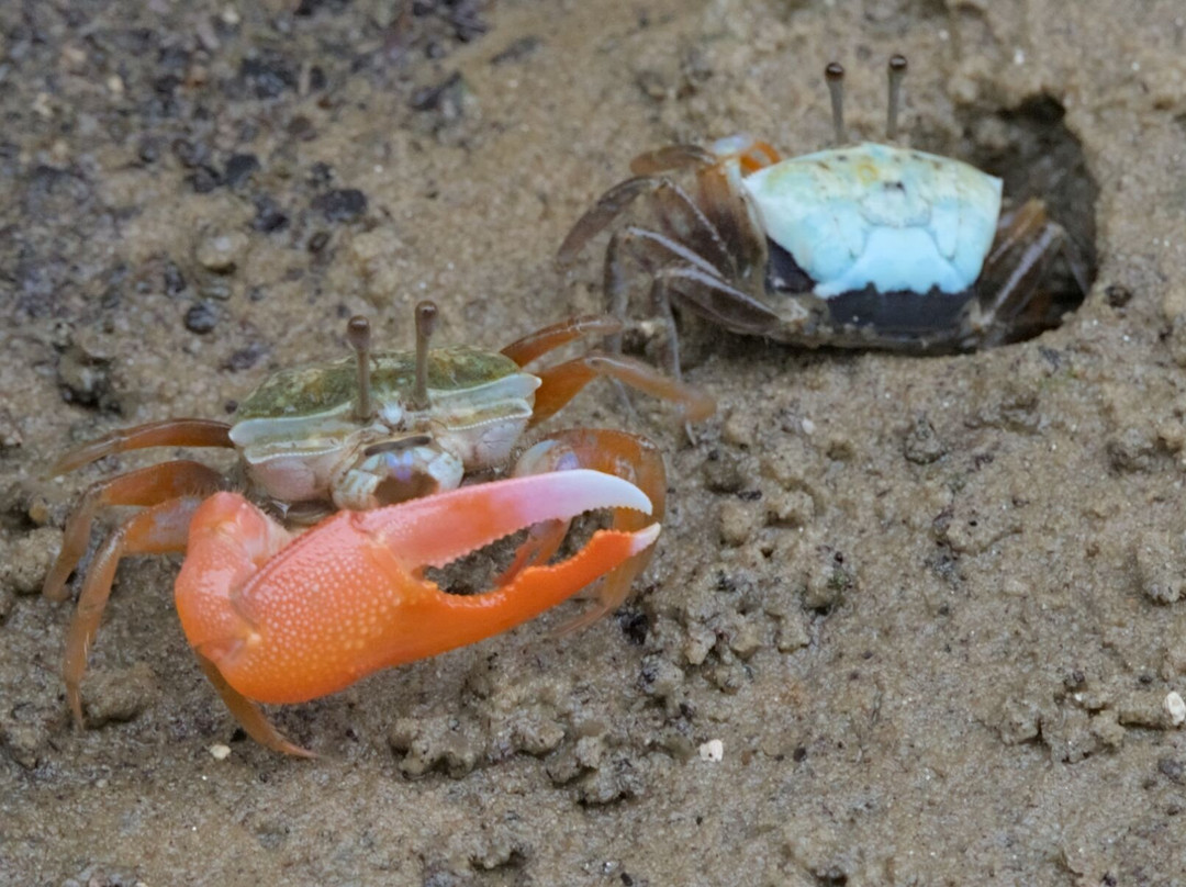 Pulau Ubin Nature and Kampong Walk-乌敏岛必去景点
