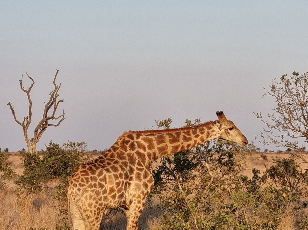 Bushbaby Adventures-伐拉博瓦必去景点