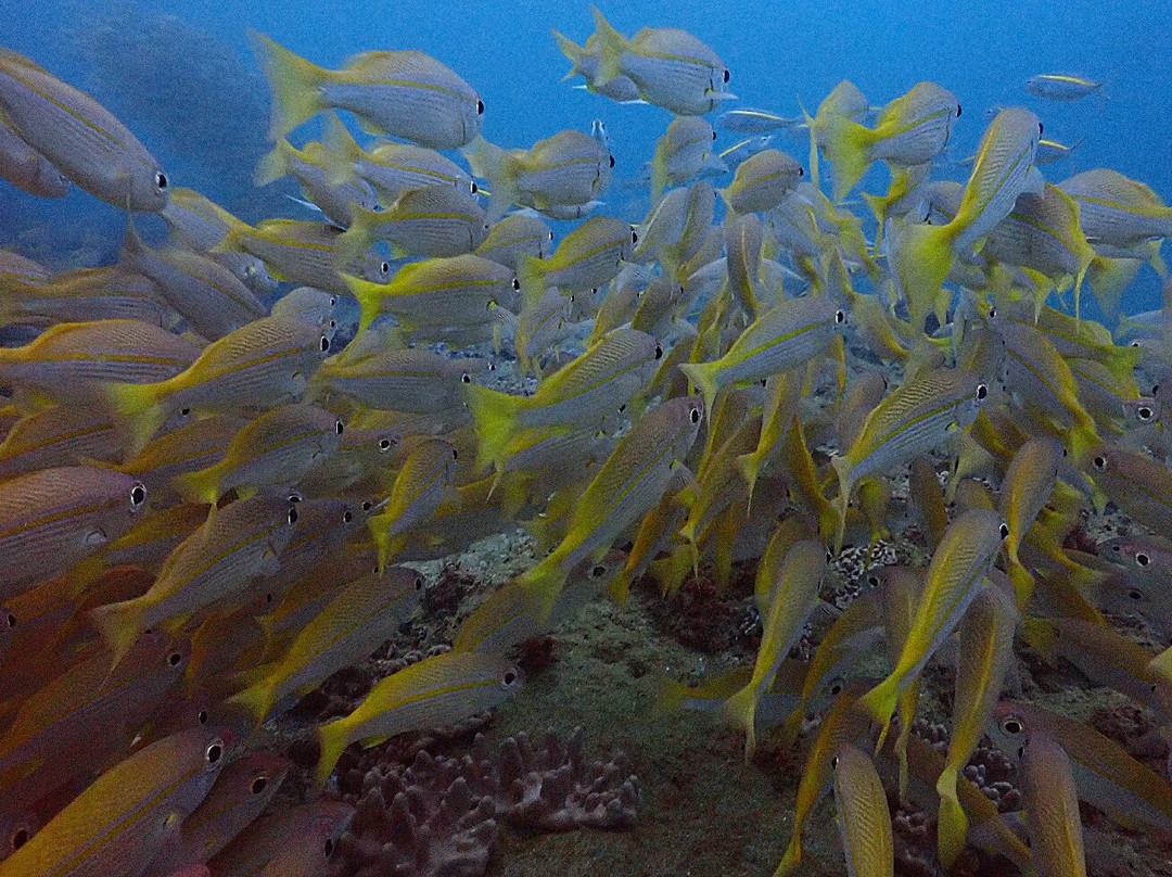 Gozo Azul Diving-Ponta do Ouro必去景点