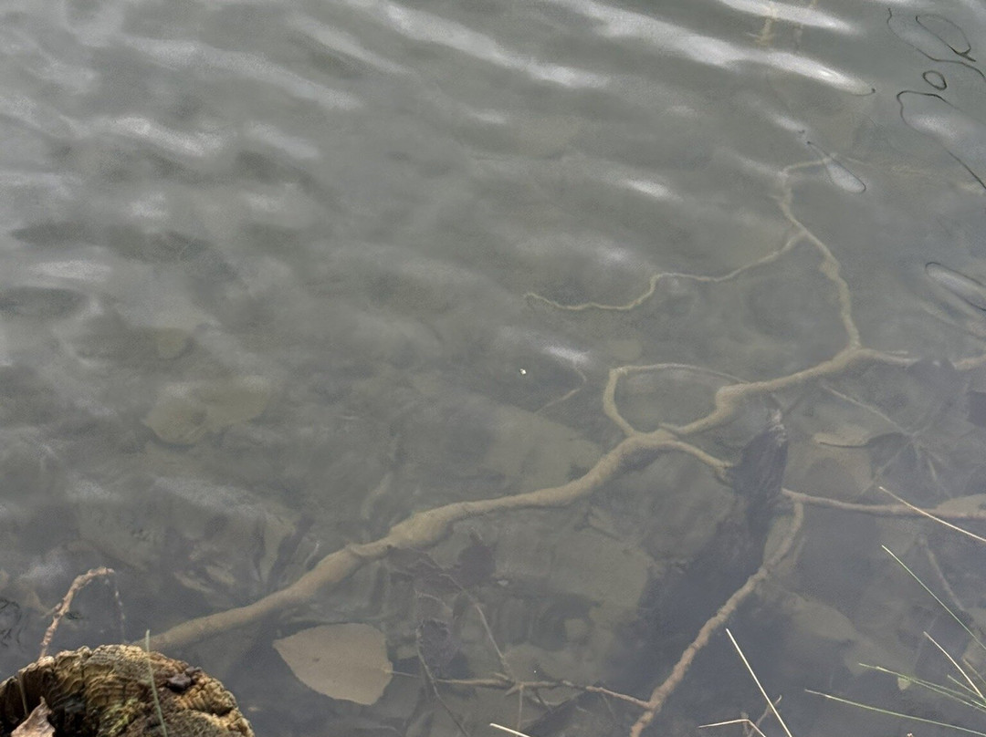 Woodland Waters Fishing-Ancaster必去景点