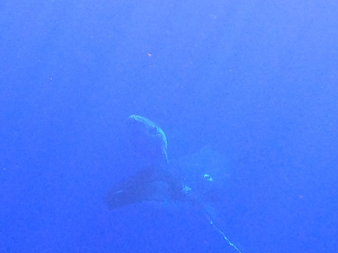 Koa Boat Tour-Tiahura必去景点