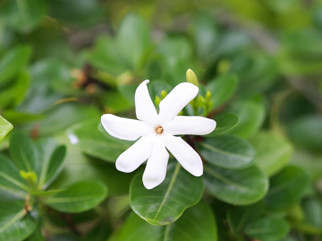 Pension Poerani Nui主图