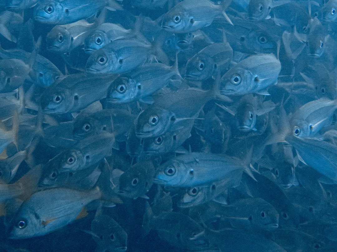 Liquid Planet Dive Centre-卡拉罗港口必去景点