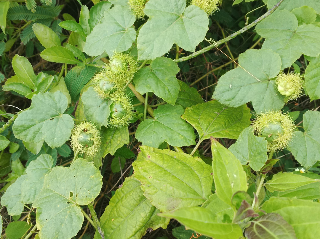 Pangi Beach-勿里达必去景点