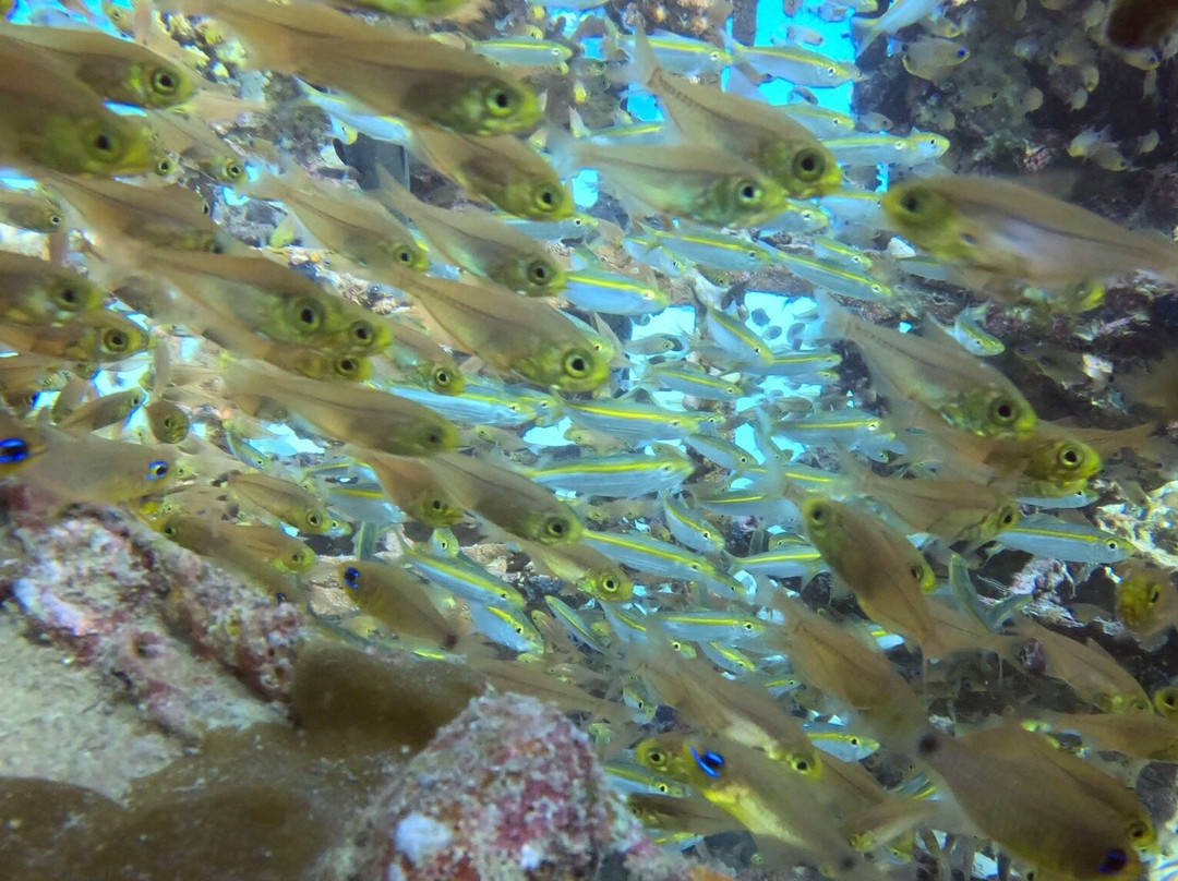 iDive Diving Centre-马卡迪湾必去景点