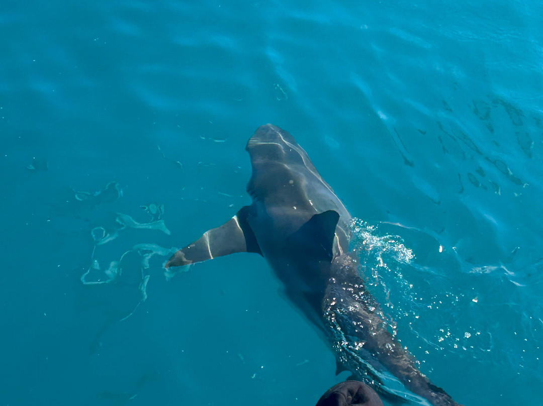 White Shark Diving Company-干斯拜必去景点
