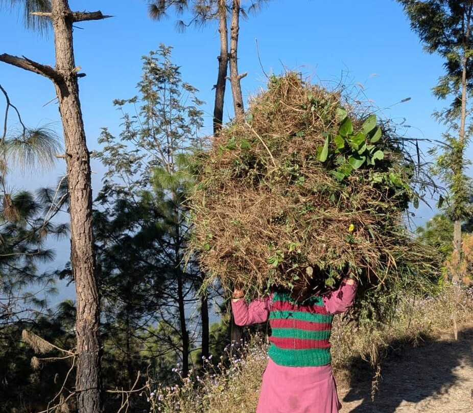 Kasauli Nature Walks With Vanita-Kasauli必去景点