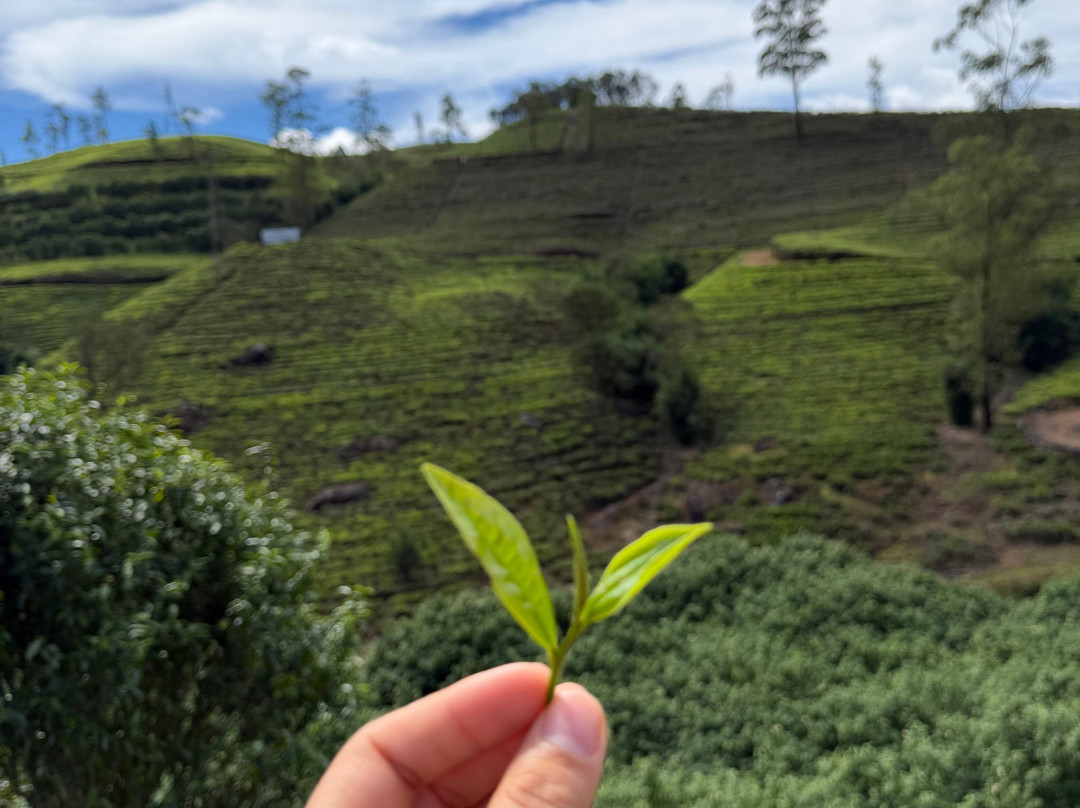Rk tours (travel with ragu) nanuoya-Nanu Oya必去景点