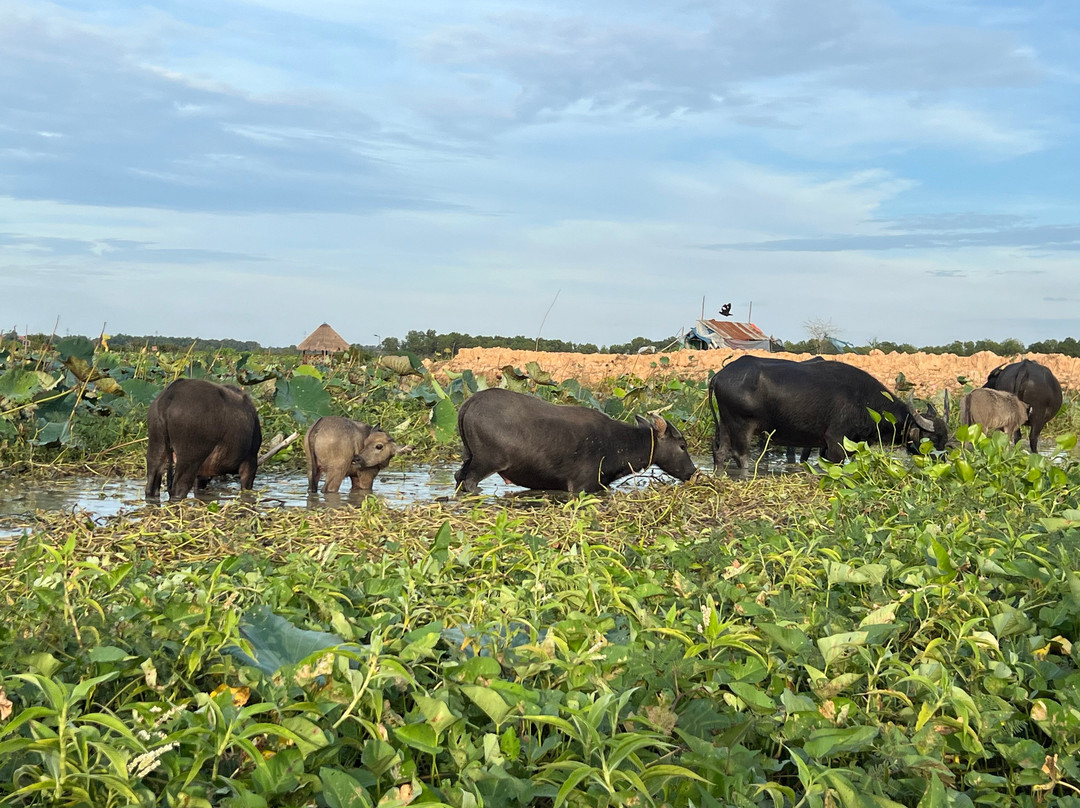 Lotus Farm Siem Reap-暹粒必去景点