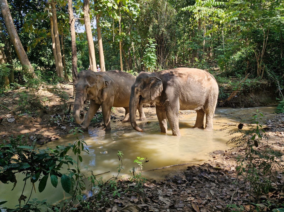MandaLao Elephant Conservation-琅勃拉邦必去景点