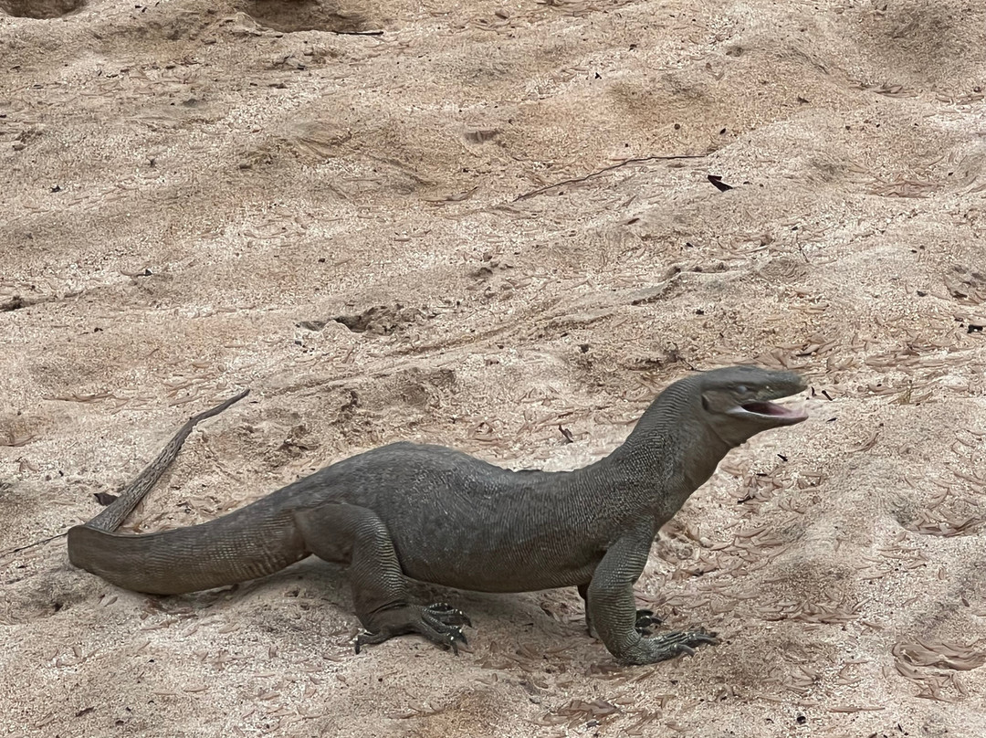 Yala Lahiru Safari-蒂瑟默哈拉默必去景点