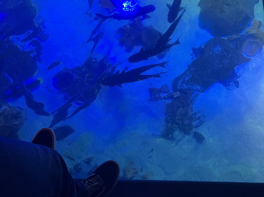 Oceanic Aquarium-康泊琉海水浴场必去景点