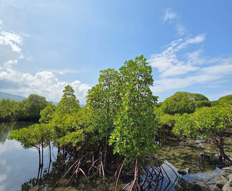 Adore Comores-莫洛尼必去景点