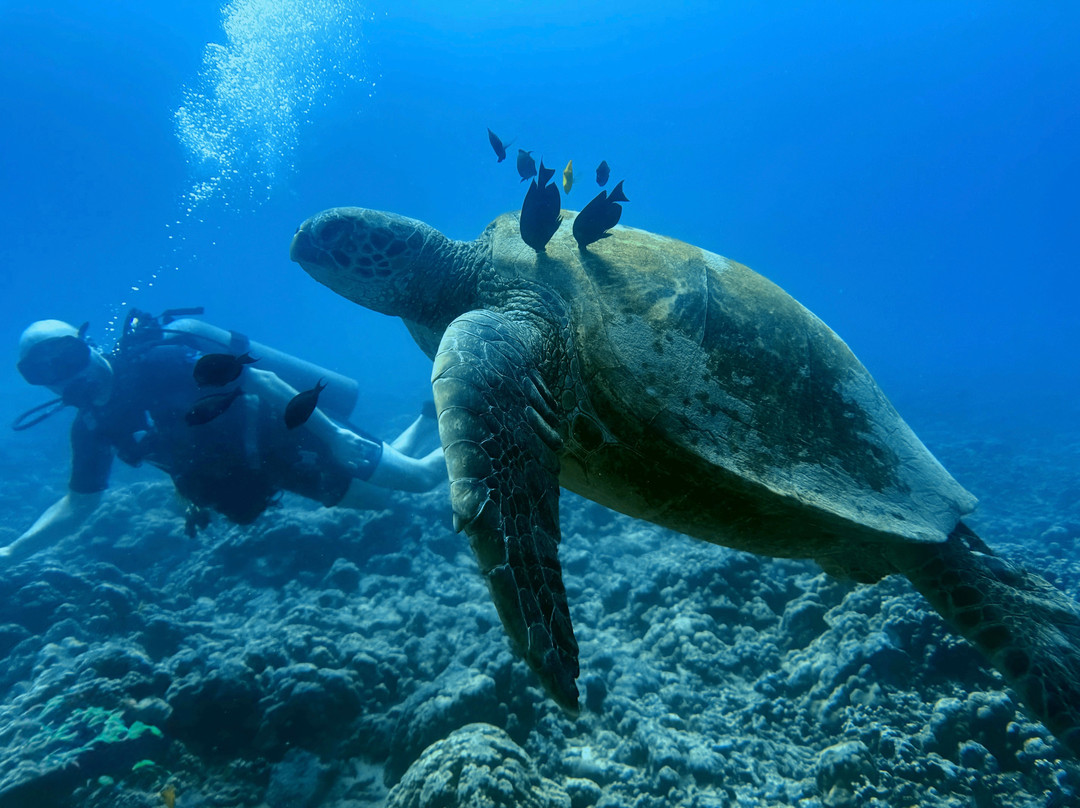 Ruckus Sportfishing and Diving-火奴鲁鲁必去景点