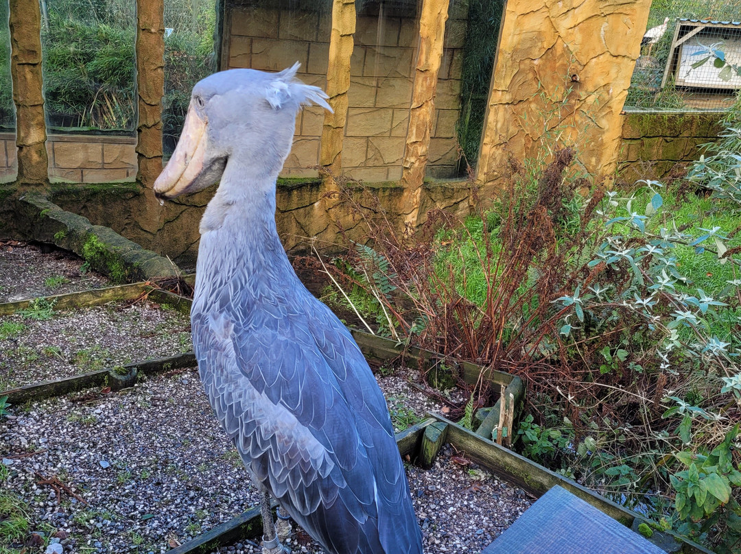 Exmoor Zoo-巴恩斯特珀尔必去景点