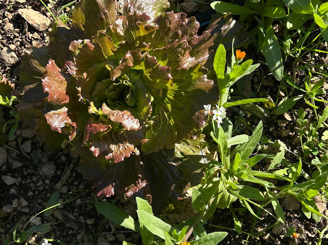Azienda agricola Cali-安德里亚必去景点