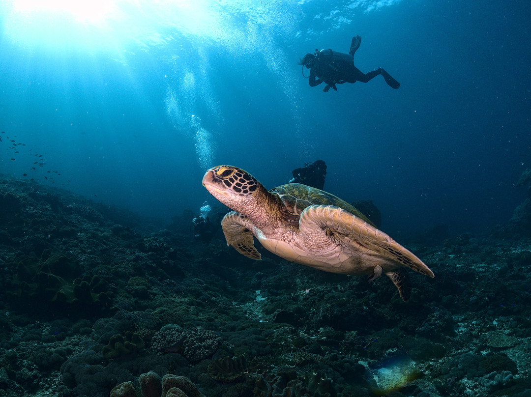 Karma Diving & Yoga-Toyapakeh必去景点